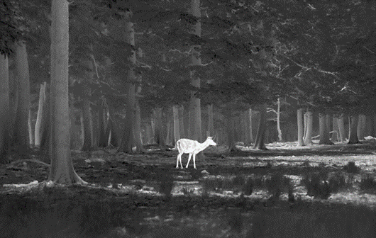 view of a doe in the forest using thermal imaging